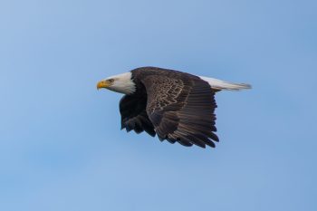 Bald eagle in flight against a clear blue sky in Virginia Beach, October 2025