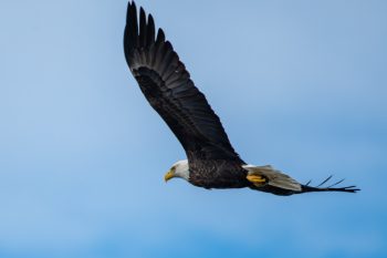 Bald eagle in flight against a clear blue sky in Virginia Beach, October 2025