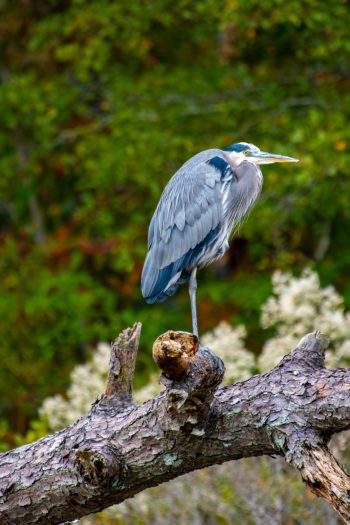 Great Blue Heron standing by the water in Virginia Beach, captured in October 2025