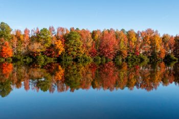 Vibrant fall colors around a lake in Chesapeake, VA during November 2025
