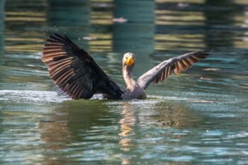 Double-crested Cormorant Image ID: 1050