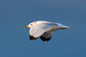 Ring-billed Gull Bullet gull