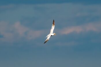Royal Tern Sideways with beak open