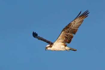 Osprey flying over Virginia Beach, showcasing its distinctive features in November 2025