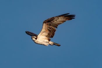 Osprey flying over Virginia Beach, showcasing its distinctive features in November 2025