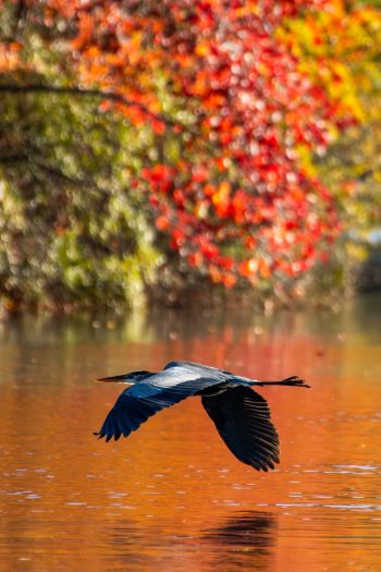 Great Blue Heron flying over the water in front of vibrant fall colors in Chesapeake, VA, captured in November 2025