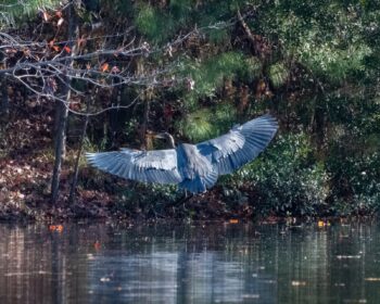 Great Blue Heron Wings out landing in Cav Ind Park