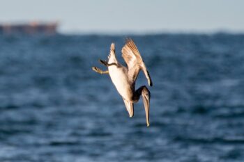 Brown Pelican Diving for Fish Image ID: 1027