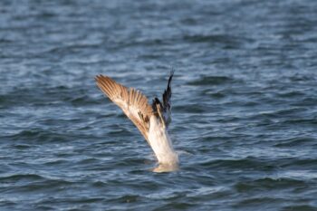 Brown Pelican Diving for Fish Image ID: 1028
