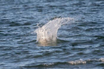 Brown Pelican Diving for Fish Image ID: 1029