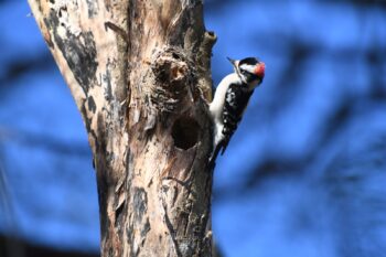 Downy Woodpecker Male Image ID: 1045