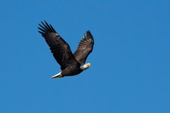Bald Eagle Image ID: 1030