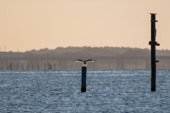 Soft Landing Image ID: 1031