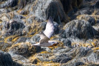 Northern Fulmar with a Chunk of Seaweed Image ID: 1020