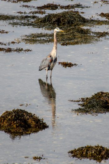 Great Blue Heron standing by the water at Roque Bluffs, Maine in October 2025