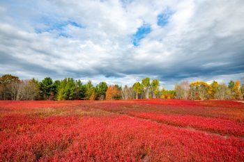 Vast blueberry field in Maine during October, showcasing vibrant red leaves against a cloudy sky with blue patches