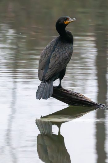 Double-crested cormorant