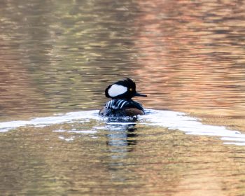 Hooded Merganser