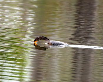 Double-crested cormorant