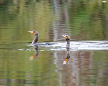 Double-crested cormorant