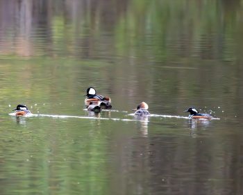 Hooded Merganser