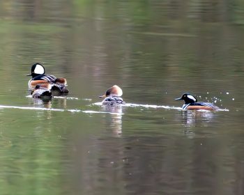 Hooded Merganser