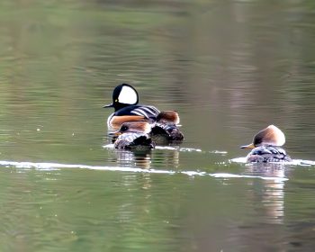 Hooded Mergansers