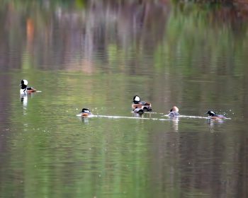 Hooded Merganser
