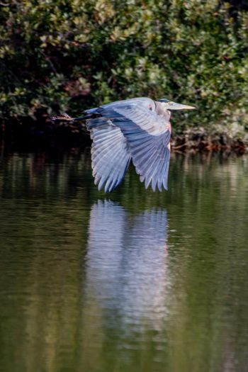 Great Blue Heron flying over the water in Chesapeake, Virginia, captured in December 2025