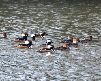 Hooded Merganser