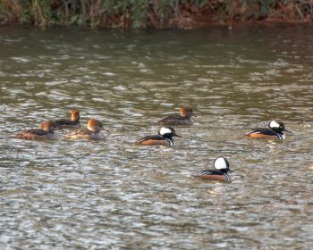 Hooded Merganser