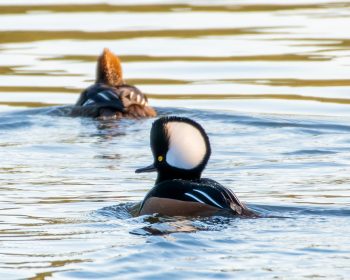 Hooded Merganser