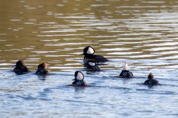 Hooded Merganser