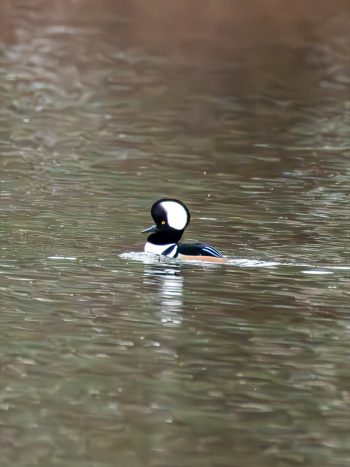 Hooded Merganser