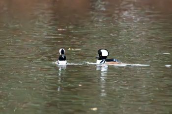Hooded Mergansers