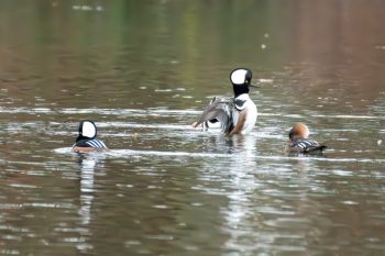 Hooded Mergansers - Three males competing for one female.