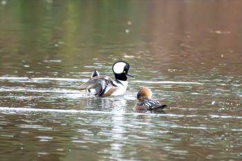 Hooded Mergansers - Two males competing for one female.