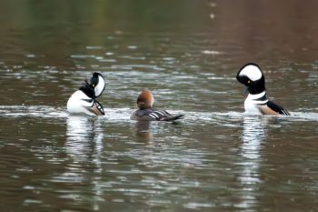 Hooded Mergansers - Two males competing for one female.