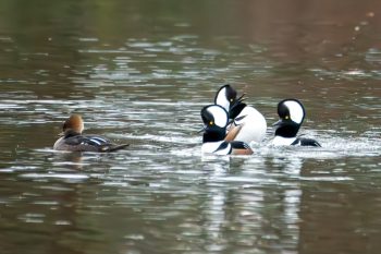 Hooded Mergansers - Three males competing for one female.