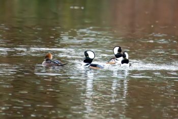 Hooded Mergansers - Three males competing for one female.