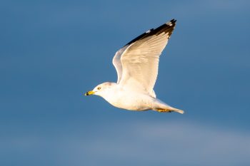 Ring-billed Gull