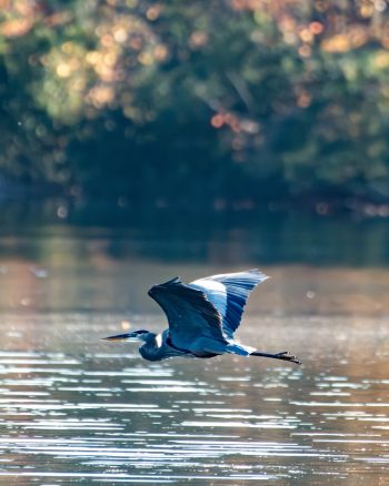 Great Blue Heron flying over the water in Chesapeake, Virginia, captured in December 2025