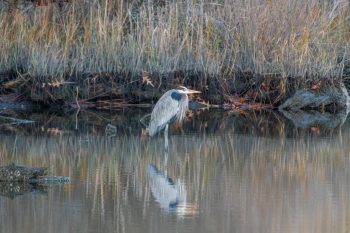 Great Blue Heron standing in the water in Virginia Beach, December 2025