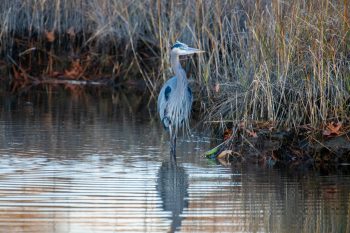 Great Blue Heron standing in the water in Virginia Beach, December 2025
