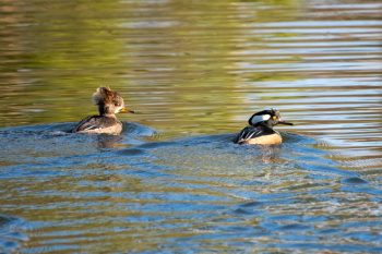 Hooded Mergansers