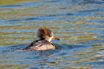 Hooded Mergansers