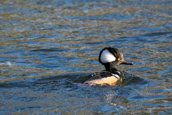 Hooded Merganser