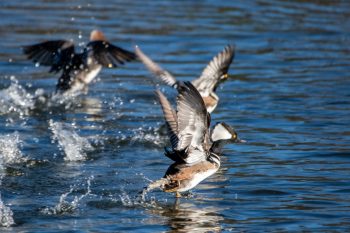 Hooded Mergansers