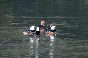 Hooded Mergansers