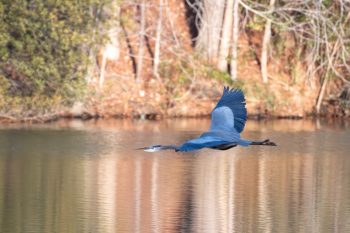 Great Blue Heron flying over the water in Chesapeake, Virginia, captured in December 2025